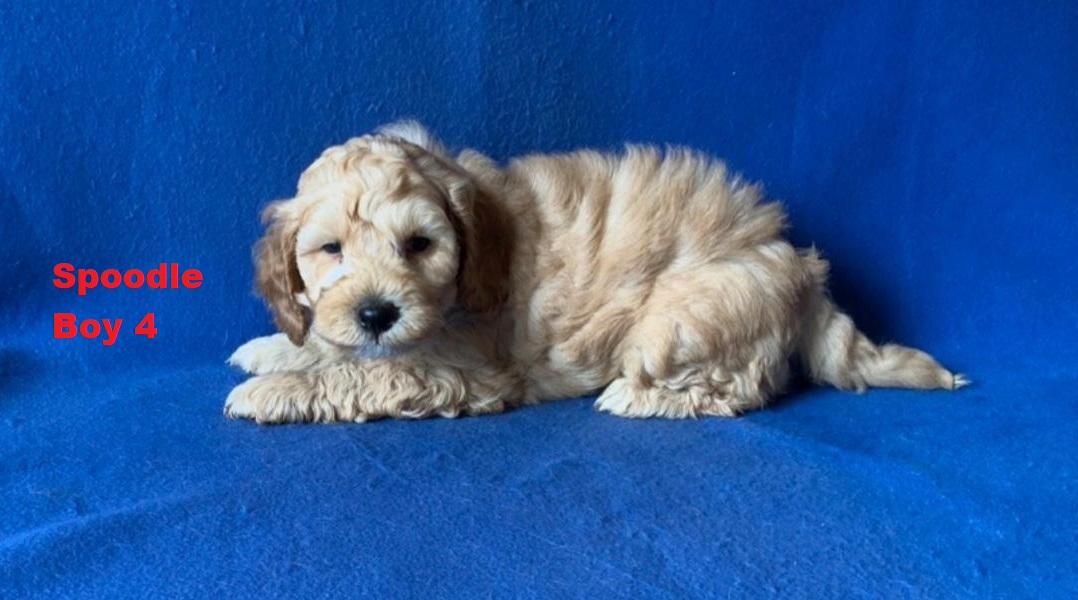 Spoodle / Cockerpoo – Boy. I am arriving into store at Puppy Palace Pet shop, Underwood & Available to go home on 3 April.