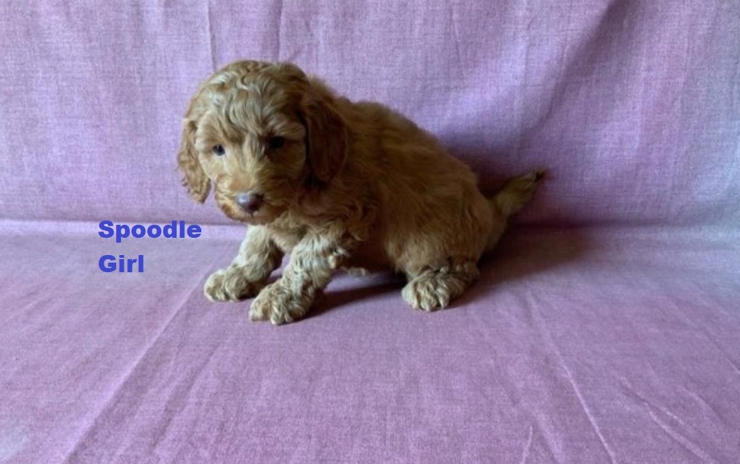 Spoodle / Cockerpoo – Girl. I am arriving into store at Puppy Palace Pet shop, Underwood & Available to go home on 3 April.