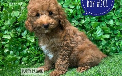 $2295 – Cavoodle / Cavapoo Puppies (Toy Poodle X Cavalier) – Boy. (Litter 2)