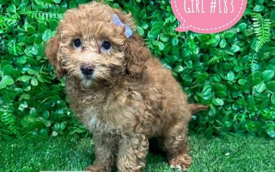 $2295 – Cavoodle / Cavapoo Puppies (Toy Poodle X Cavalier) – Girl. (Litter 2)