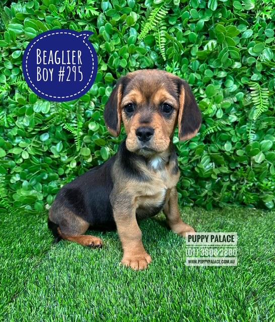 $1995 – Beaglier (Beagle X Cavalier) – Boy.