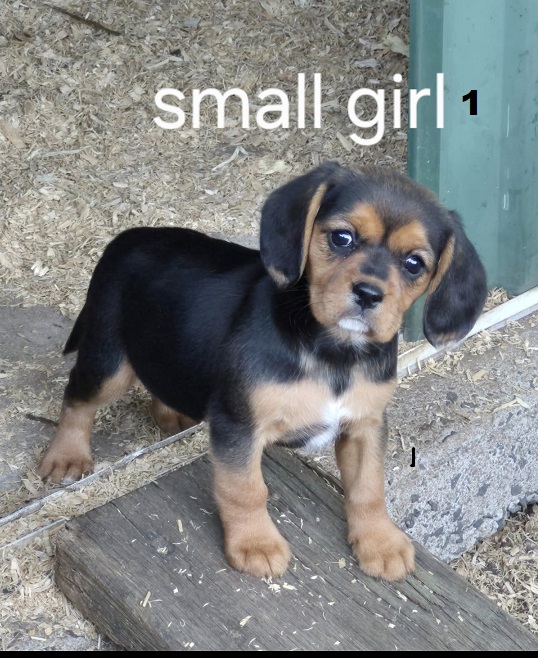 Beaglier (Beagle X Cavalier) – Girl 1. I am arriving into store and available to go home on the 5 June