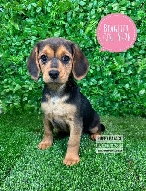 $1995 – Beaglier (Beagle X Cavalier) – Girl.