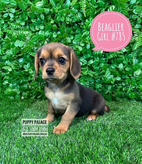 $1995 – Beaglier (Beagle X Cavalier) – Girl.