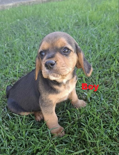 Beaglier (Beagle X Cavalier) – Boy. I am  arriving into store and available to go home on the 5 June.