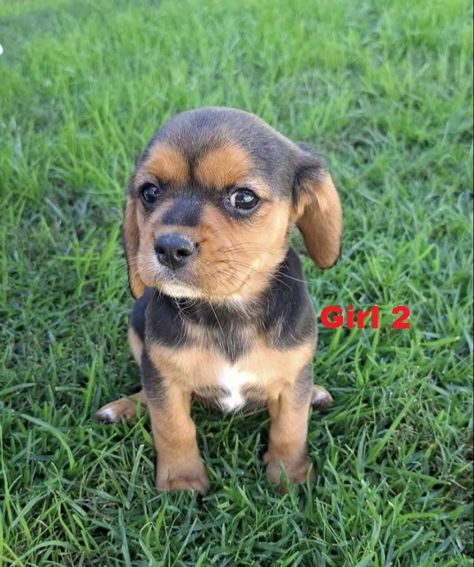 Beaglier (Beagle X Cavalier) – Girl 2. I am arriving into store and available to go home on the 5 June