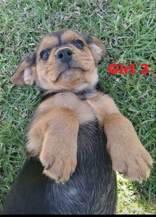 Beaglier (Beagle X Cavalier) – Girl 3. I am arriving into store and available to go home on the 5 June