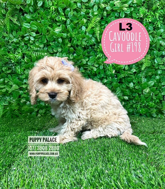 Cavoodle / Cavapoo Puppies (Toy Poodle X Cavalier) – Girl. (Litter 3)