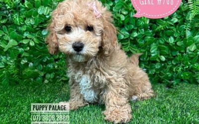$2795 – Cavoodle / Cavapoo Puppies (Toy Poodle X Cavalier) – Girl. (Litter 3)