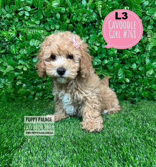 $2795 – Cavoodle / Cavapoo Puppies (Toy Poodle X Cavalier) – Girl. (Litter 3)