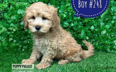 $2795 – Cavoodle / Cavapoo Puppies (Toy Poodle X Cavalier) – Boy. (Litter 3)