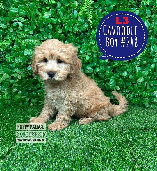 $2795 – Cavoodle / Cavapoo Puppies (Toy Poodle X Cavalier) – Boy. (Litter 3)