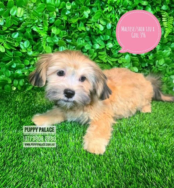 Maltese/Shih Tzu (Malshi) X Shih Tzu/Cavalier (Cavatzu) – Girl. I HAVE ALSO HAD MY 2ND VACCINATION VALUE $100