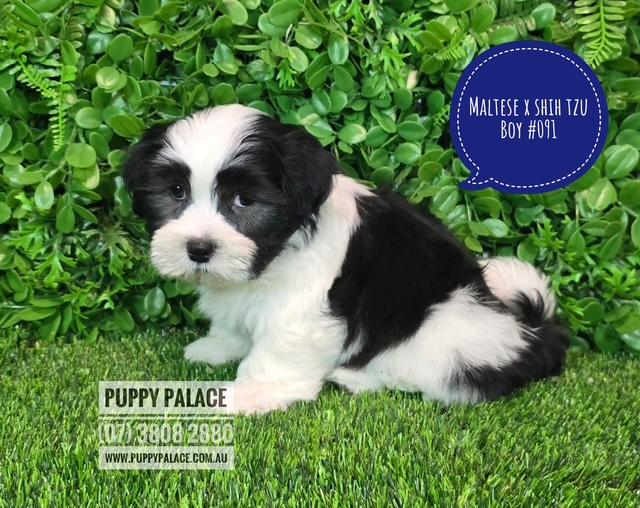 $2295 – Maltese X Shih Tzu Puppy – Boy.