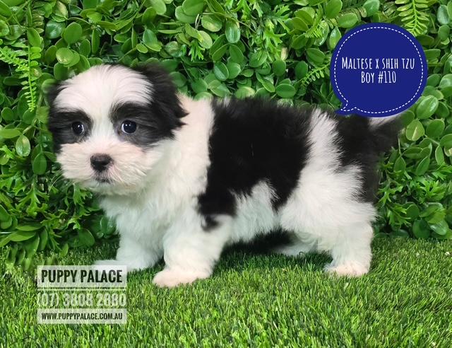 $2295 – Maltese X Shih Tzu Puppies – Boy.
