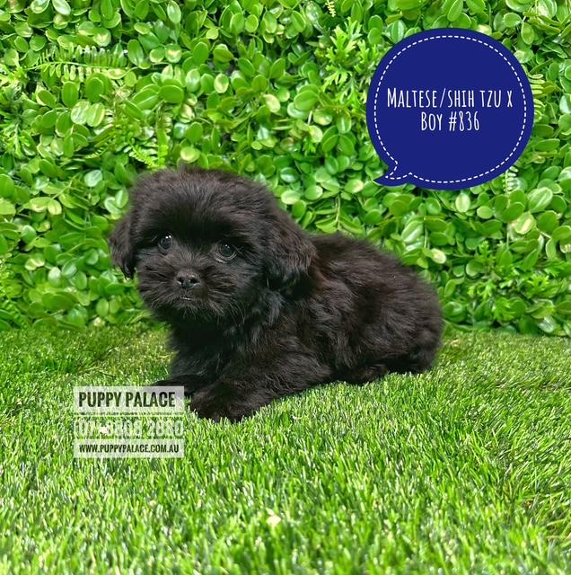 Maltese/Shih Tzu (Malshi) X Shih Tzu/Cavalier (Cavatzu) – Boy.