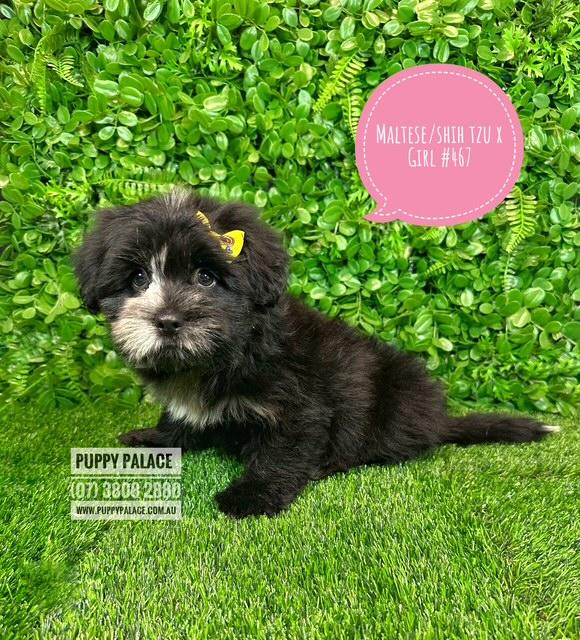 Maltese/Shih Tzu (Malshi) X Shih Tzu/Cavalier (Cavatzu) – Girl.