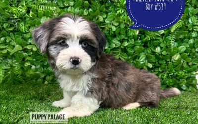 $1995 – Maltese/Shih Tzu (Malshi) X Shih Tzu/Cavalier (Cavatzu) – Boy.