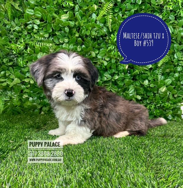 $1995 – Maltese/Shih Tzu (Malshi) X Shih Tzu/Cavalier (Cavatzu) – Boy.