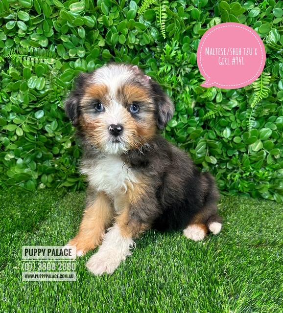 $1995 – Maltese/Shih Tzu (Malshi) X Shih Tzu/Cavalier (Cavatzu) – Girl.