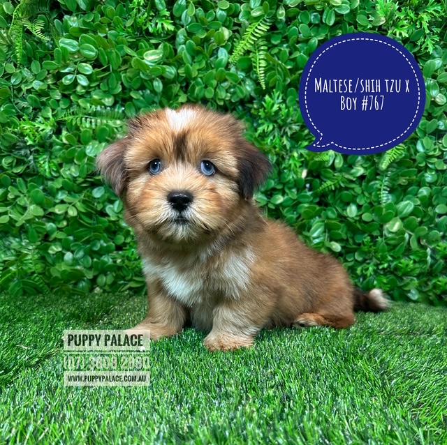 Maltese/Shih Tzu (Malshi) X Shih Tzu/Cavalier (Cavatzu) – Boy.