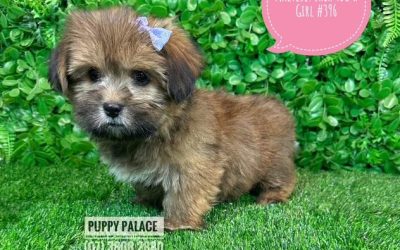 $1995 – Maltese/Shih Tzu (Malshi) X Shih Tzu/Cavalier (Cavatzu) – Girl.