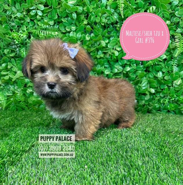 $1995 – Maltese/Shih Tzu (Malshi) X Shih Tzu/Cavalier (Cavatzu) – Girl.