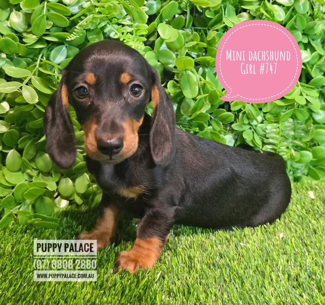 $1995 – Miniature Dachshund Black/Tan – Girl
