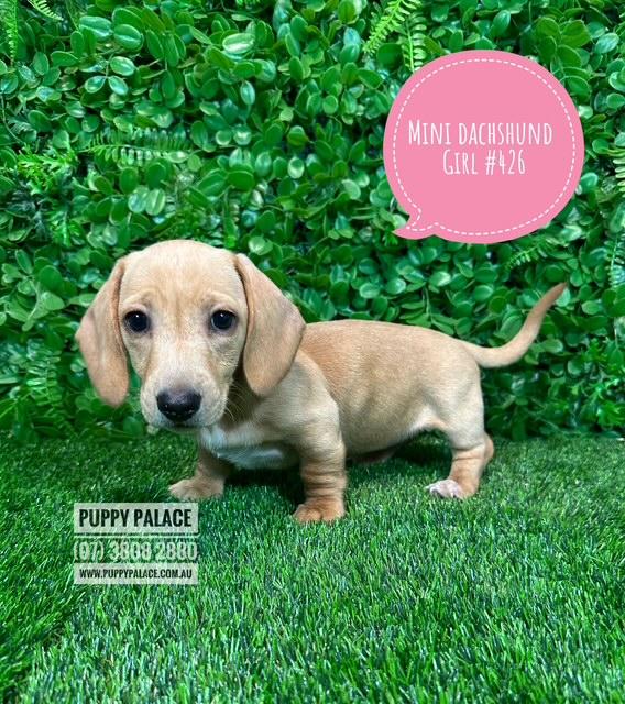 $1995 – Miniature Dachshund – Faun Girl.