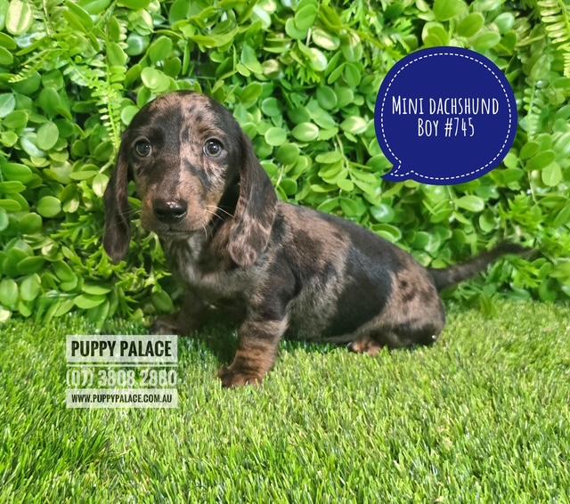 $2295 – Miniature Dachshund Silver/Dapple – Boy