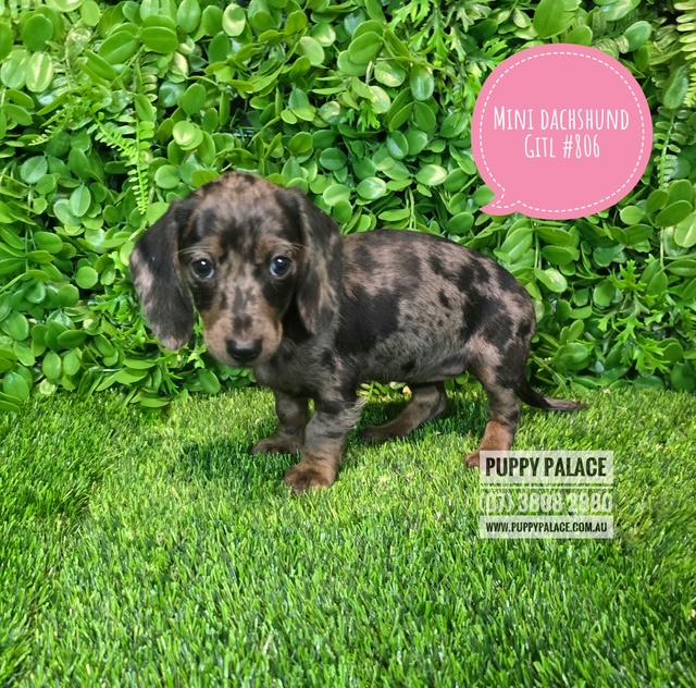 $2295 – Miniature Dachshund Silver/Dapple – Girl
