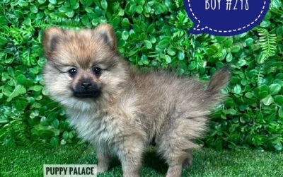 $1995 – Pomeranian Puppy – Sable Boy. I HAVE ALSO HAD MY 2nd VACCINATION VALUE $100
