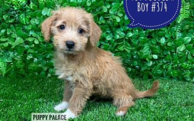 $1495 –  Toy Poodle X – Boy.