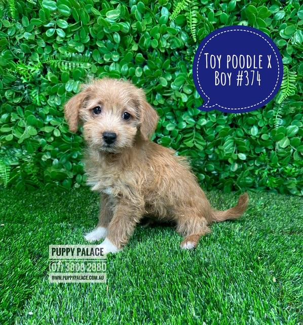 $1595 – Toy Poodle X Chihuahua/Jack Russell – Boy.