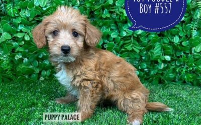 $1495 –  Toy Poodle X – Boy