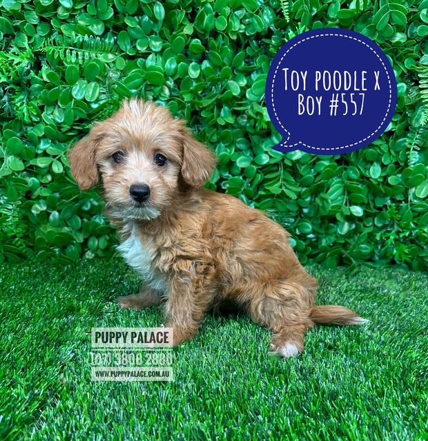 $1595 – Toy Poodle X Chihuahua/Jack Russell – Boy