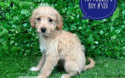 $1495 –  Toy Poodle X – Boy