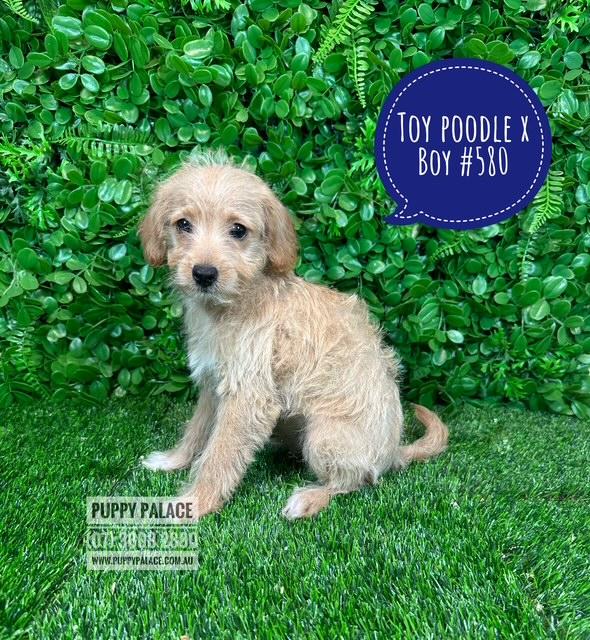 $1595 – Toy Poodle X Chihuahua/Jack Russell – Boy