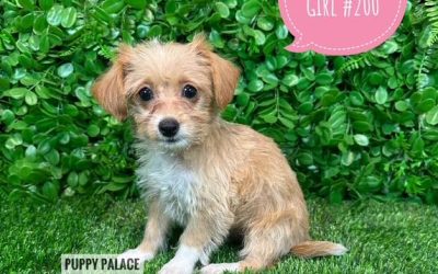 $1495 –  Toy Poodle X – Girl