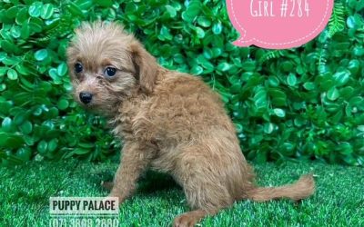 $1495 –  Toy Poodle X – Girl