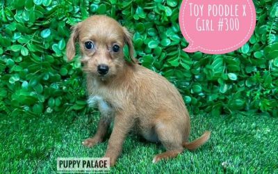 $1495 –  Toy Poodle X  – Girl