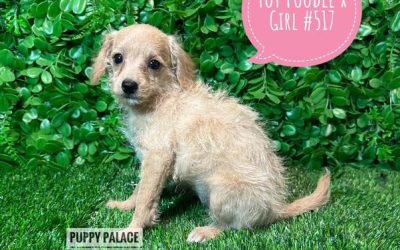 $1495 –  Toy Poodle X  – Girl
