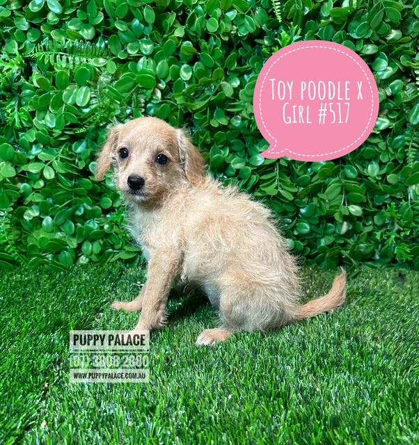 $1595 – Toy Poodle X Chihuahua/Jack Russell – Girl