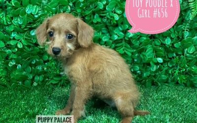 $1495 –  Toy Poodle X – Girl