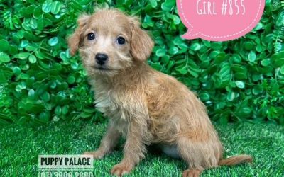 $1495 –  Toy Poodle X – Girl
