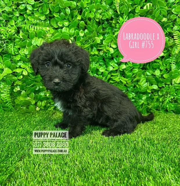 $1995 – Labradoodle X (Maltese X)  – Girl.