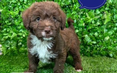 $1795 – Labradoodle X (Maltese X)  – Chocolate Boy.