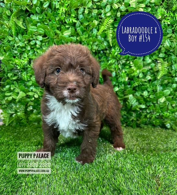 $1995 – Labradoodle X (Maltese X)  – Boy.