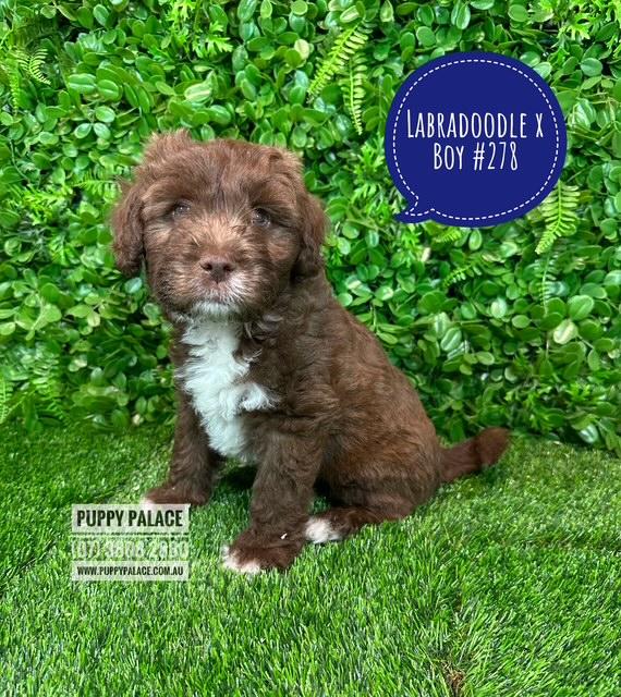 $1995 – Labradoodle X (Maltese X)  – Boy.