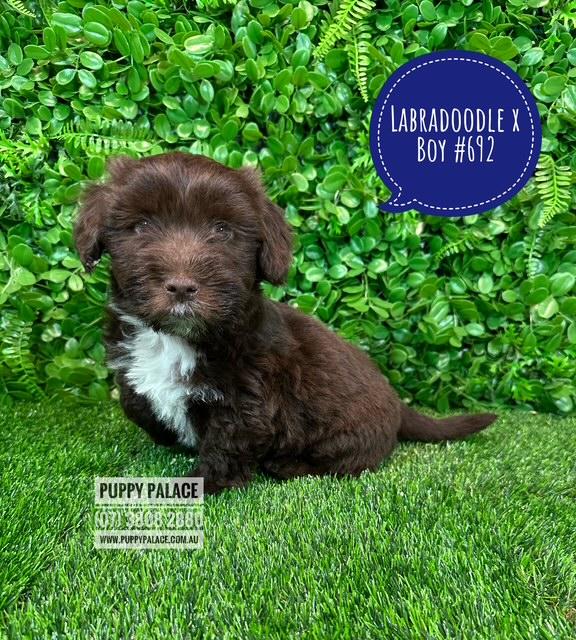 $1995 – Labradoodle X (Maltese X)  – Boy.